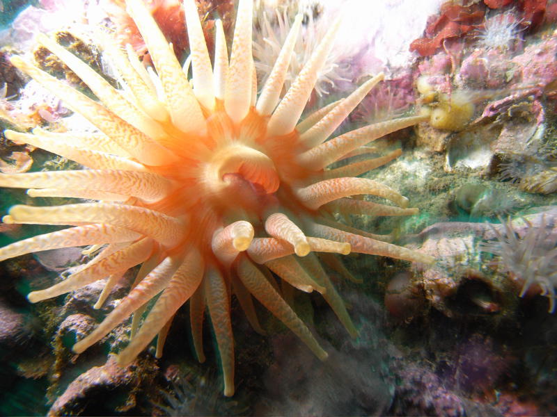 Sea anemone (picture by Marco Oudshoorn)